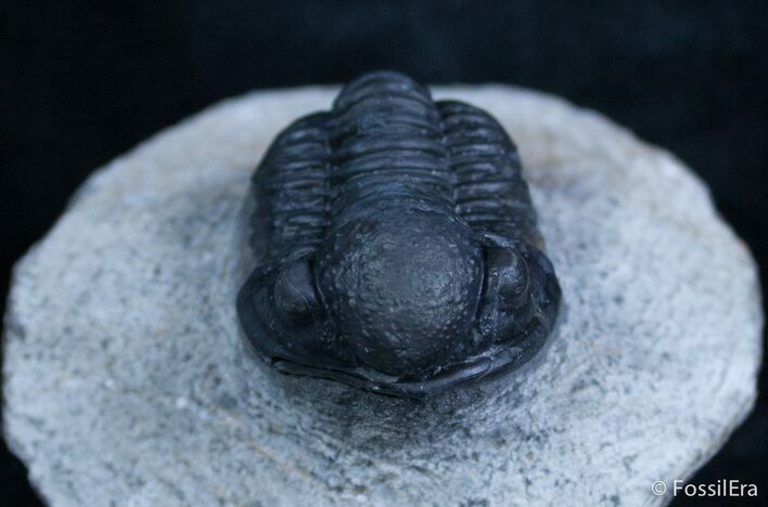Good Sized Gerastos Trilobite From Morocco #2076